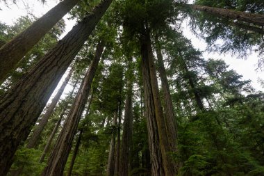 Ucluelet 'te yeşil ağaçlı doğa manzarası, Britanya Kolombiyası, Kanada