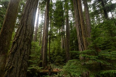 Ucluelet 'te yeşil ağaçlı doğa manzarası, Britanya Kolombiyası, Kanada