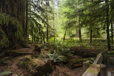 Ucluelet 'te yeşil ağaçlı doğa manzarası, Britanya Kolombiyası, Kanada
