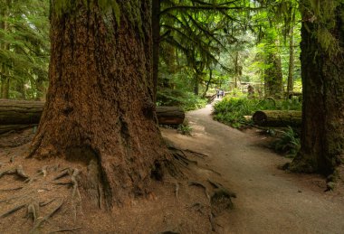 Ucluelet 'te yeşil ağaçlı doğa manzarası, Britanya Kolombiyası, Kanada