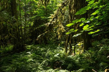 Ucluelet 'te yeşil ağaçlı doğa manzarası, Britanya Kolombiyası, Kanada
