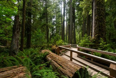 Ucluelet 'te yeşil ağaçlı doğa manzarası, Britanya Kolombiyası, Kanada