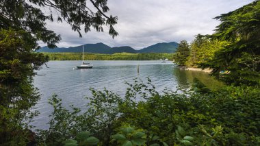 Ucluelet 'te yeşil ağaçlı doğa manzarası, Britanya Kolombiyası, Kanada