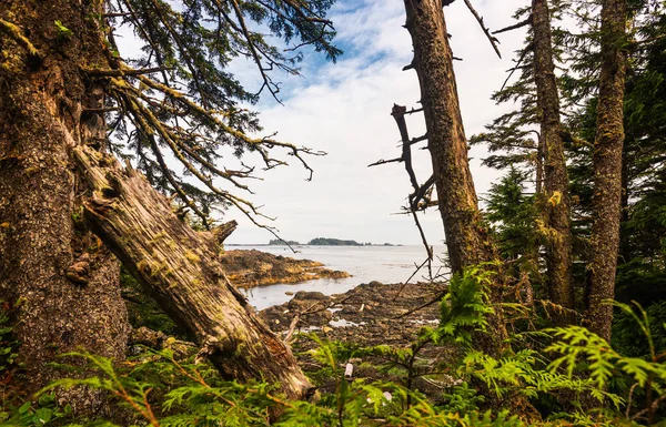 캐나다 Ucluelet British Columbia 나무가 — 스톡 사진