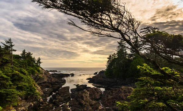 Okyanus Wild Pacific Trail Britanya Kolombiyası Kanada Nın Inanılmaz Doğal — Stok fotoğraf