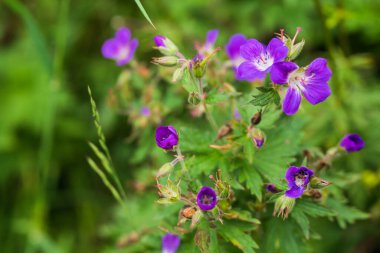 Bulanık arkaplanda çiçek açan güzel bitkilerin yakınlaşması