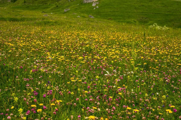 Alplerin Güzel Manzarası Passo San Pellegrino Kuzey Talya — Stok fotoğraf