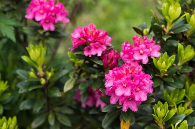 Bulanık arkaplanda çiçek açan güzel bitkilerin yakınlaşması