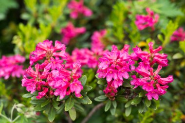 Passo San Pellegrino, Kuzey İtalya 'da güzel dağ çiçeklerinin yakın plan çekimi.