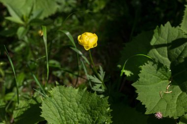 Passo San Pellegrino, Kuzey İtalya 'da güzel dağ çiçeklerinin yakın plan çekimi.