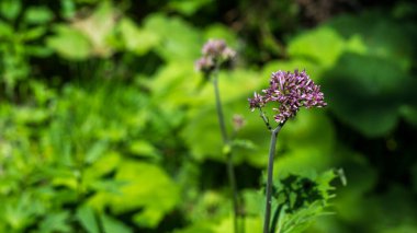 Passo San Pellegrino, Kuzey İtalya 'da güzel dağ çiçeklerinin yakın plan çekimi.
