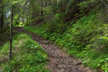Alplerin güzel manzarası, Passo San Pellegrino, Kuzey İtalya