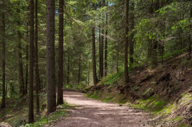Alplerin güzel manzarası, Passo San Pellegrino, Kuzey İtalya