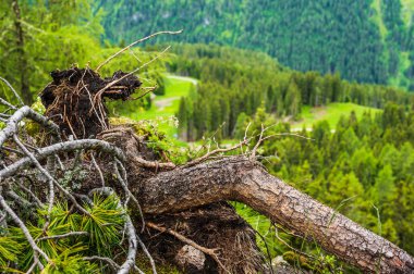 Alplerin güzel manzarası, Passo San Pellegrino, Kuzey İtalya