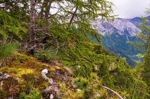 Alplerin güzel manzarası, Passo San Pellegrino, Kuzey İtalya