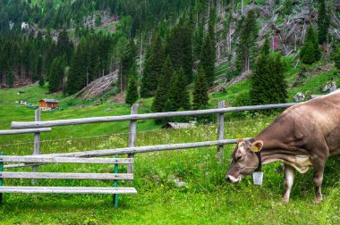 Alplerin güzel manzarası, Passo San Pellegrino, Kuzey İtalya