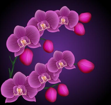 Bir orkide dallarında