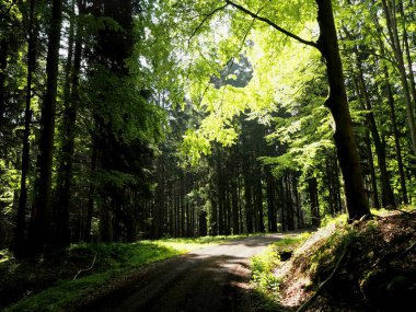 Çek Ormanındaki Yapraklar Üzerine Güneş Yansıması