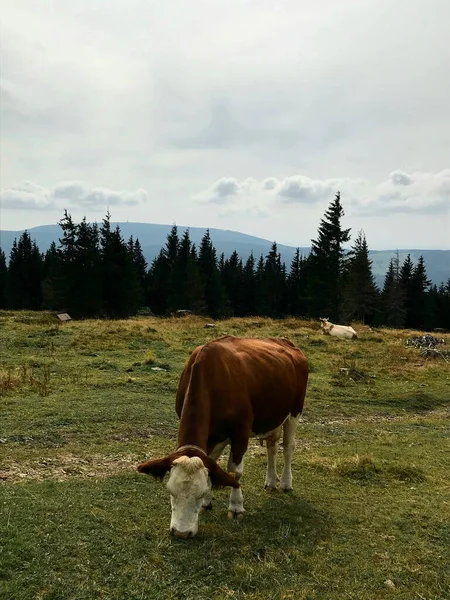 Dağ Çayırında Bir İnek