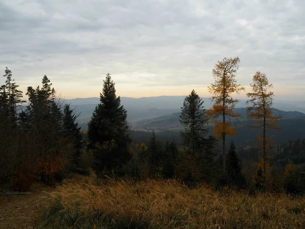 Slovakya 'da Sonbahar Ormanı Sahnesi