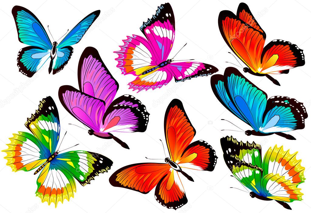 bright colorful butterflies flying isolated on white background, spring concept 