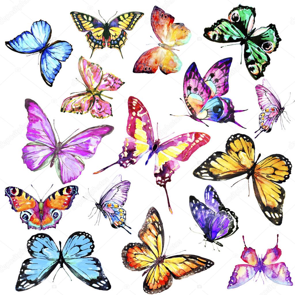 beautiful colorful butterflies isolated on white background