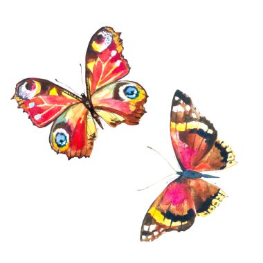 Beyaz arka planda izole edilmiş güzel renkli kelebekler.