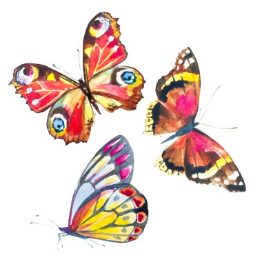 Beyaz arka planda izole edilmiş güzel renkli kelebekler.