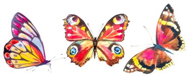 Beyaz arka planda izole edilmiş güzel renkli kelebekler.