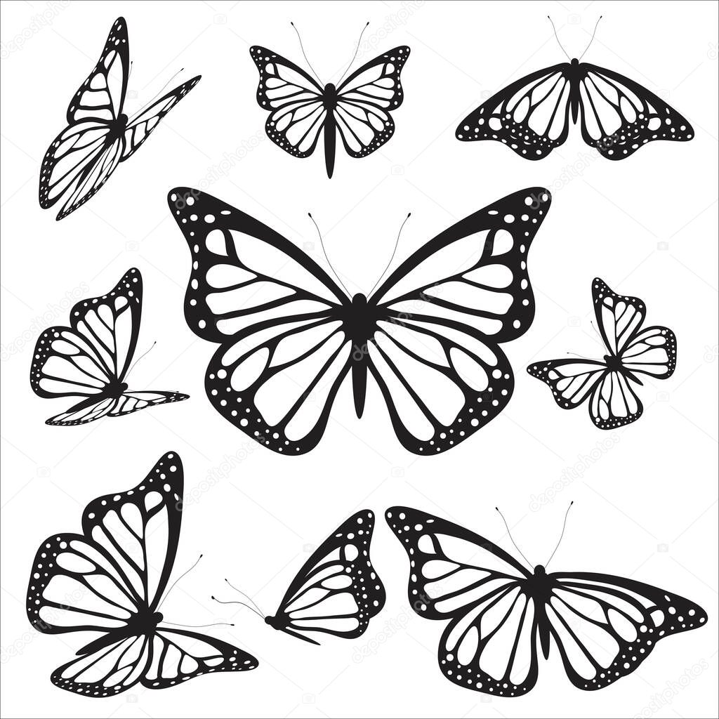 beautiful black butterflies isolated on white background