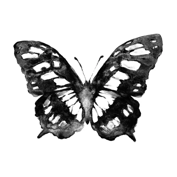 Projekt motyle — Zdjęcie stockowe