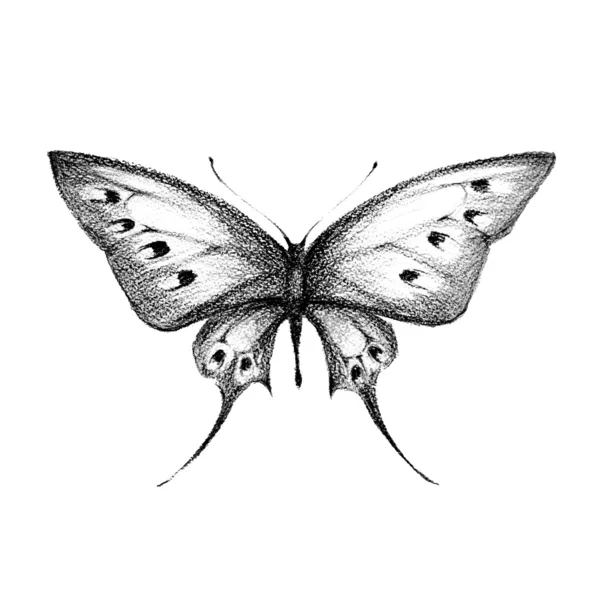 Butterflies design — Stock Photo, Image