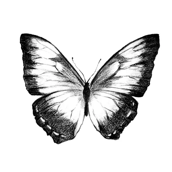 Diseño de mariposas —  Fotos de Stock