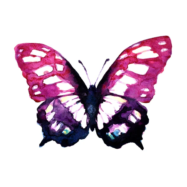 Butterflies design — Stock Photo, Image