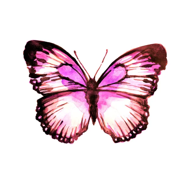 Butterflies design — Stock Photo, Image