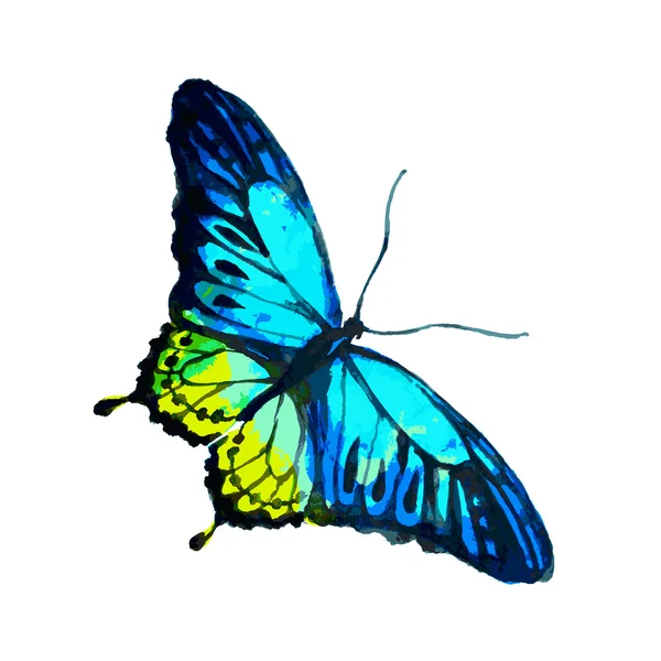 Diseño de mariposas — Vector de stock