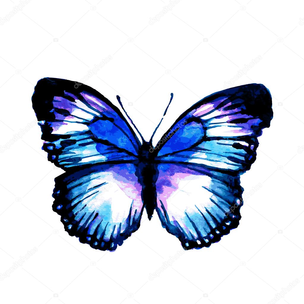 butterfly280