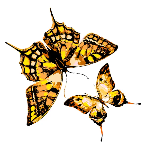Μελέτη εφαρμογής πεταλούδες — Διανυσματικό Αρχείο