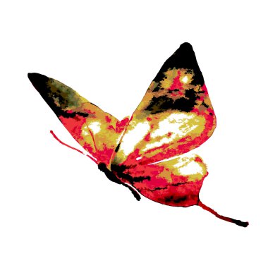 butterfly522
