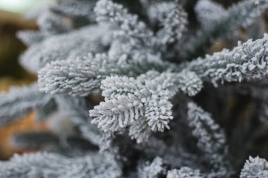 Karla kaplı çam dalları