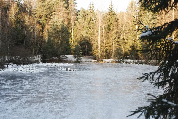 Pequeno Lago Floresta Ensolarada Inverno — Fotografia de Stock