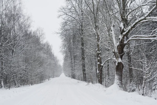 Floresta de inverno vazia estrada nevada sem pessoas — Fotografia de Stock