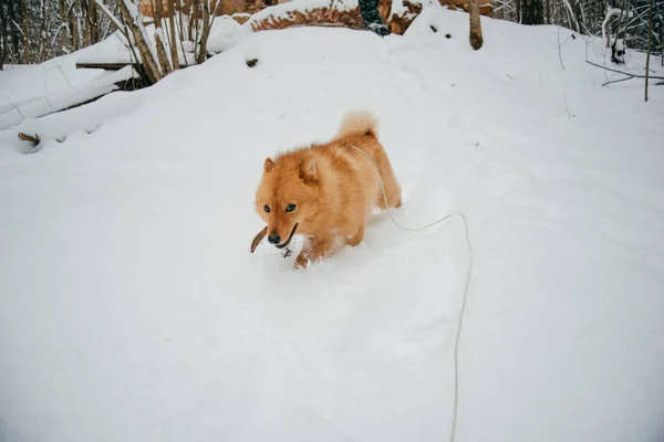Κόκκινο χνουδωτό σκυλί σε ένα χιονισμένο δάσος — Φωτογραφία Αρχείου