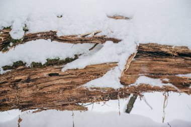 Kırık çürük ağaç dokusu karla kaplı.