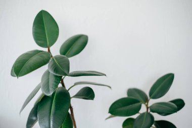 Beyaz bir duvarın arkasında büyük yaprakları olan parlak bir incir ağacının fotoğrafı.