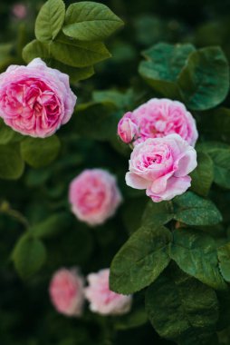 Çalının üzerinde pembe güller