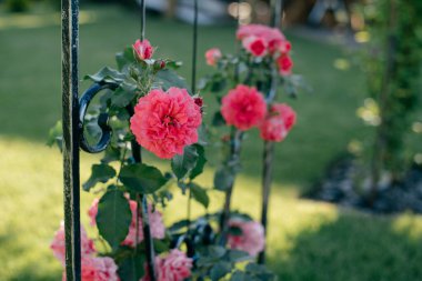 Bahçedeki yeşil çimenli gül çiçeği çalısı