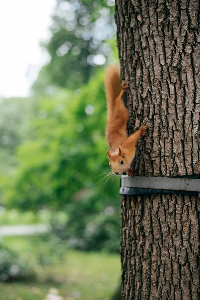 Esquilo vermelho com cauda fofa subindo na árvore no parque — Fotografia de Stock