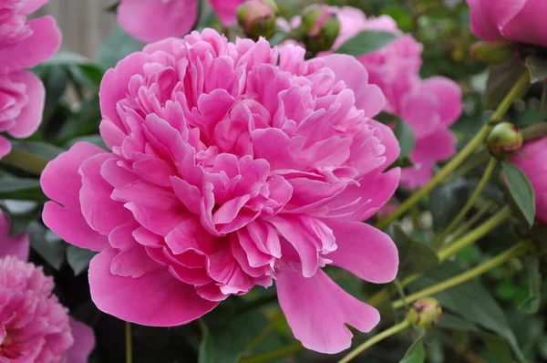 Doğal arka planda pembe şakayık çiçeği. Bahar ve yaz konsepti