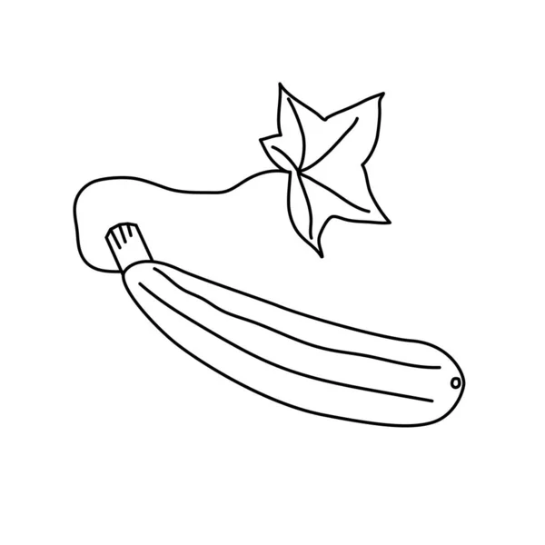 Zucchini kleurplaat zwart-wit vector illustratie. — Stockvector
